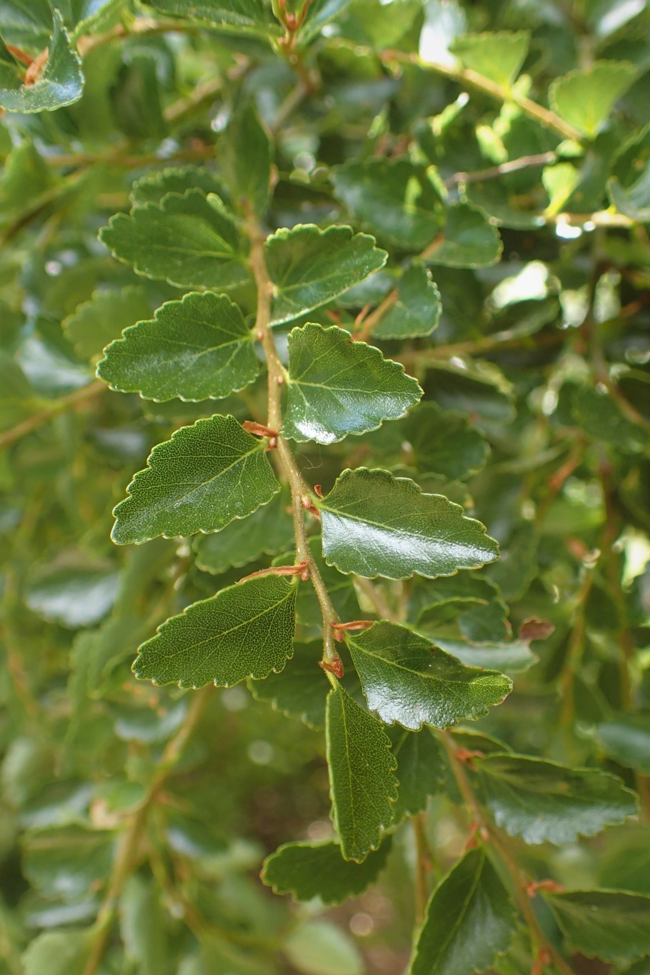 Нотофагус изумрудный Ажур антарктический