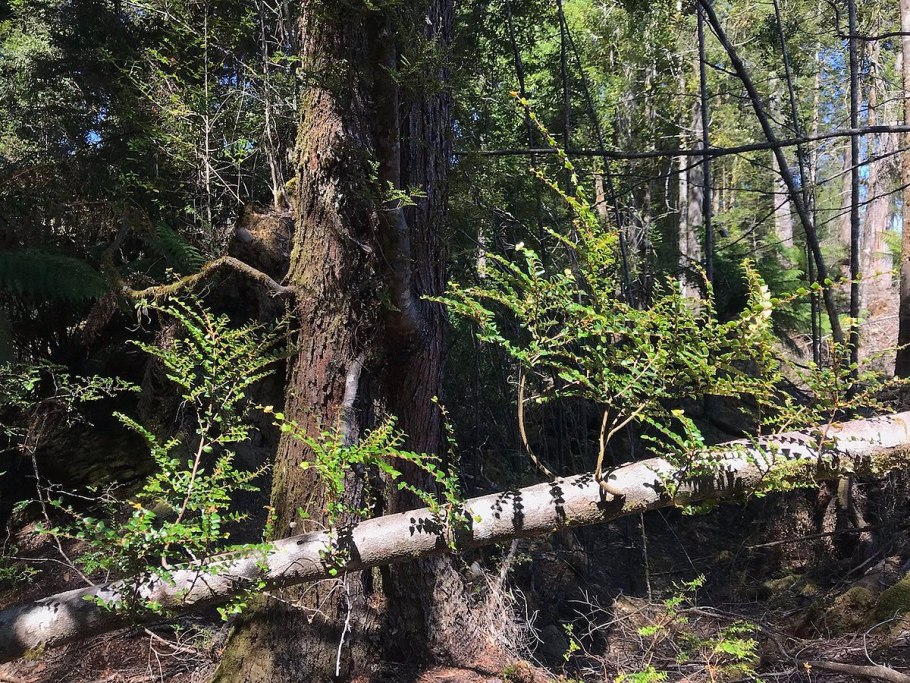 Nothofagus cunninghamii