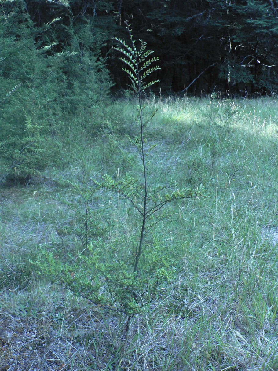 Nothofagus cliffortioides