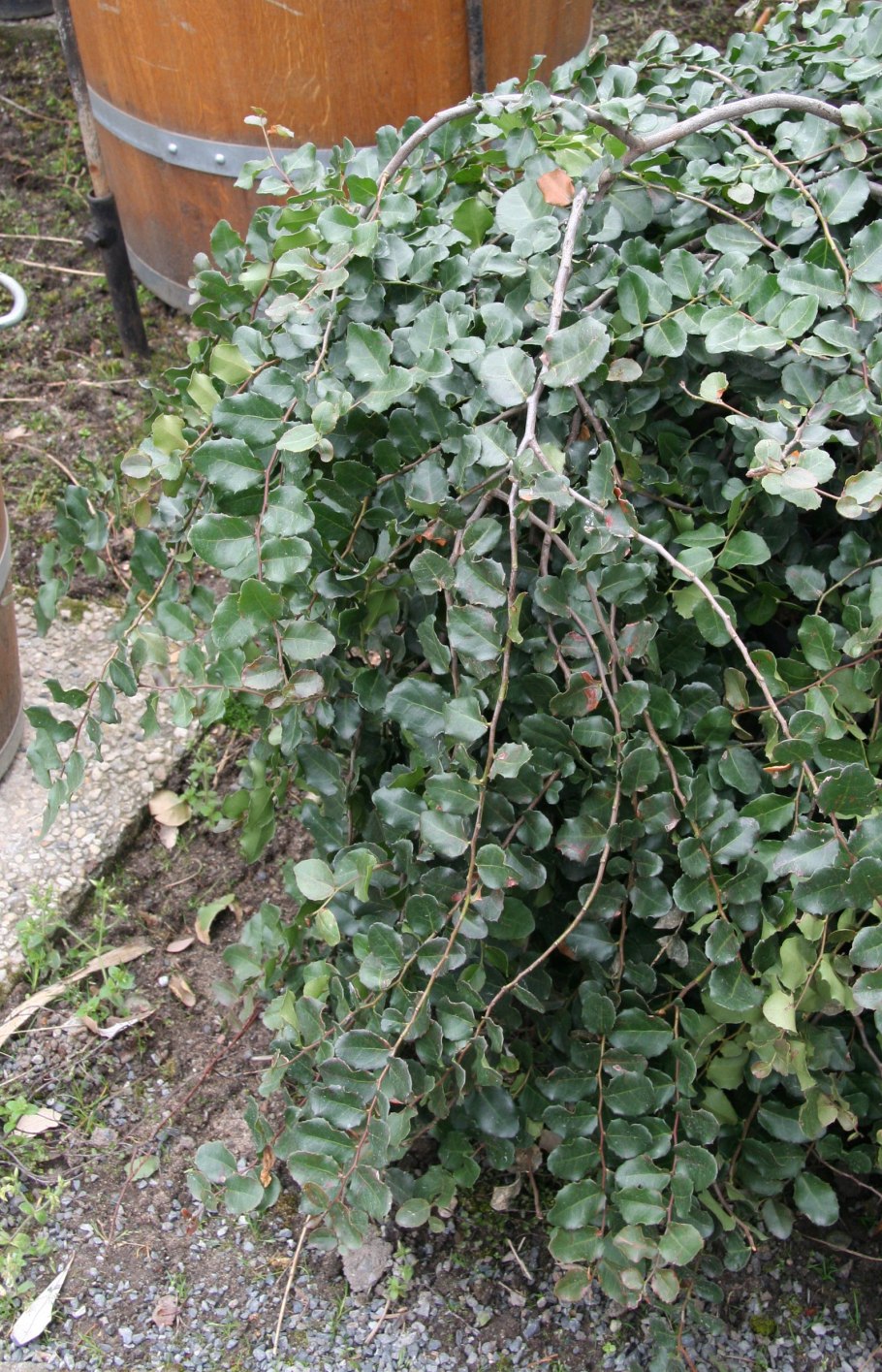 Poliosma cunninghamii