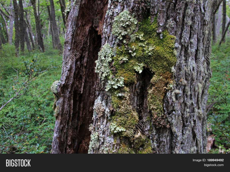 Член в виде тропического