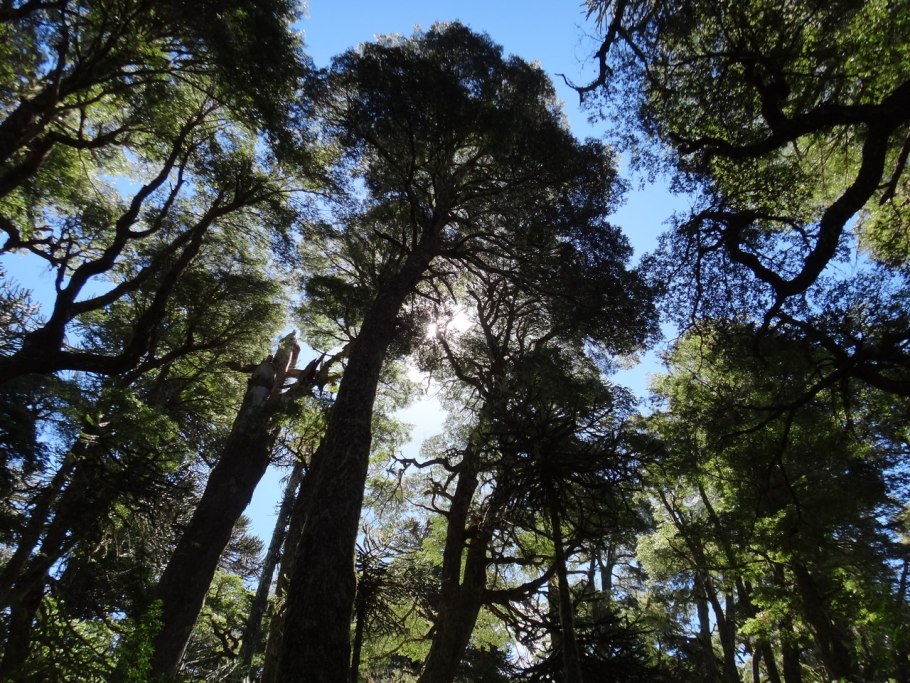 Нотофагус бурый