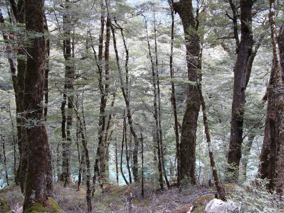 Нотофагус бурый