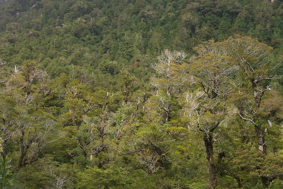 Нотофагус южный бук