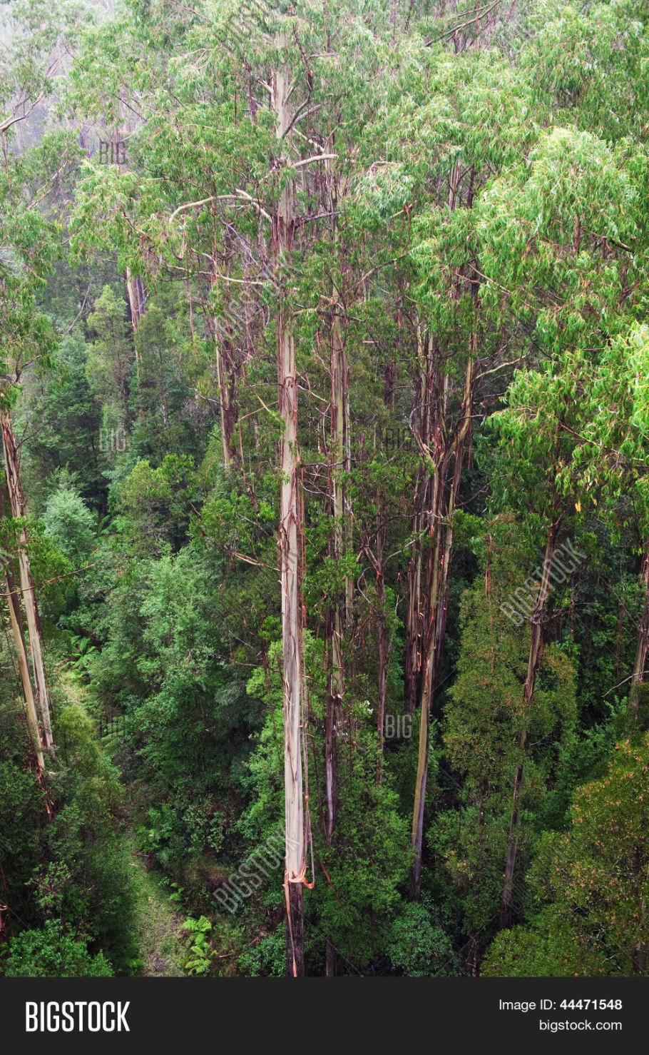 Нотофагус бурый