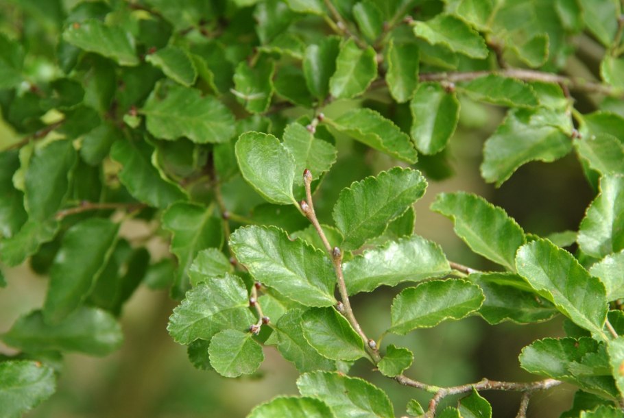 Нотофагус бурый