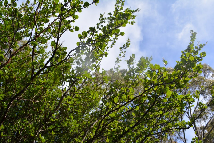 Нотофагус изумрудный Ажур антарктический