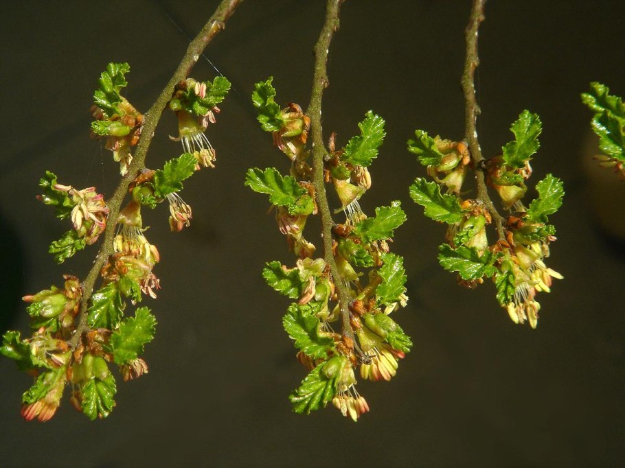 Nothofagus antarctica