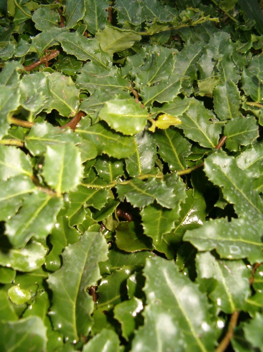 Падуб мезерва блю принц