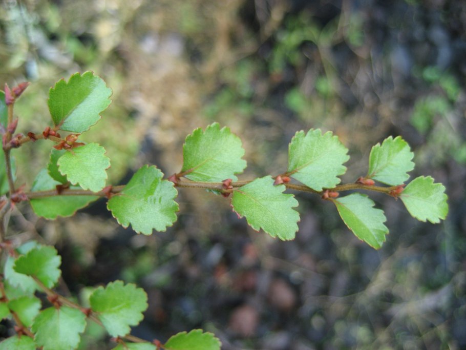 Nothofagus gunnii