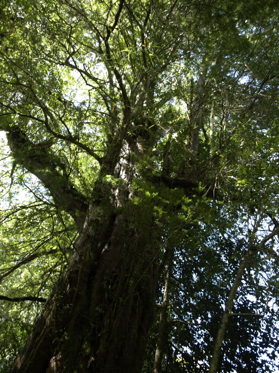 Национальный парк Фьордленд Нотофагус картинки