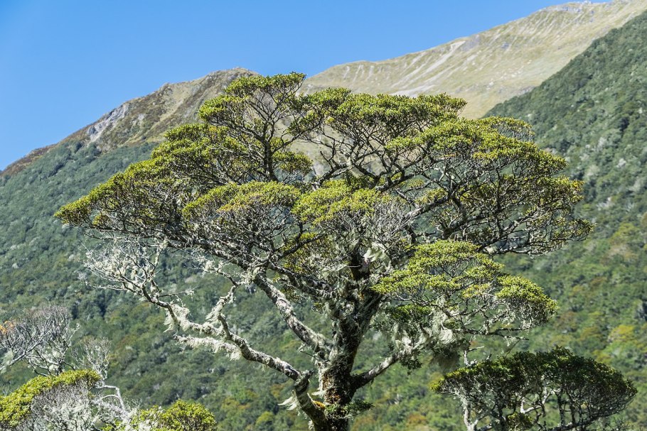 Нотофагус бурый