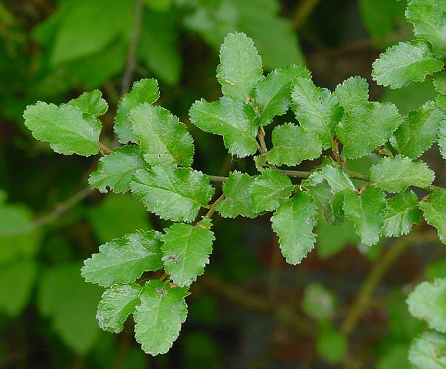 Poliosma cunninghamii