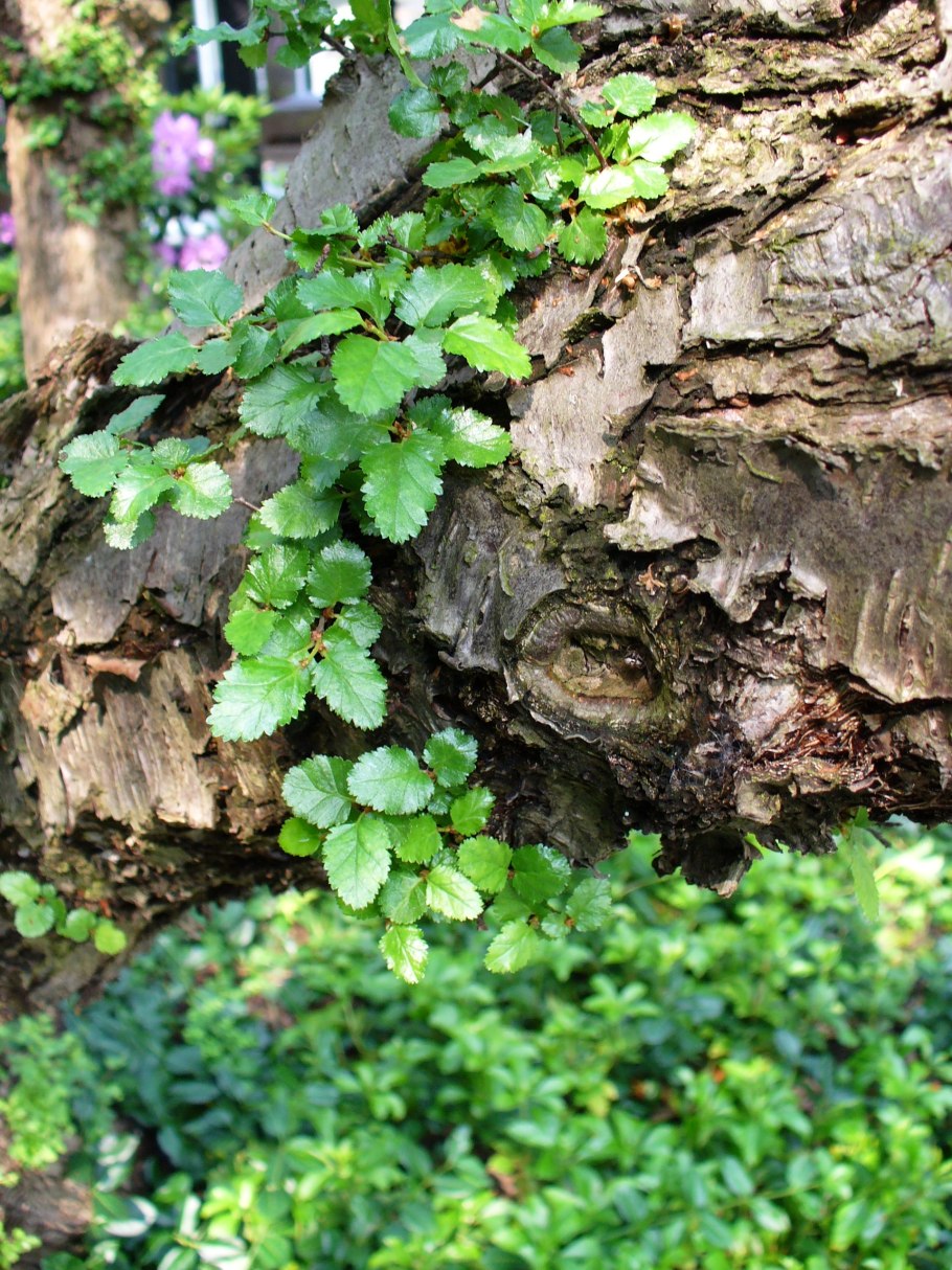 Nothofagus antarctica
