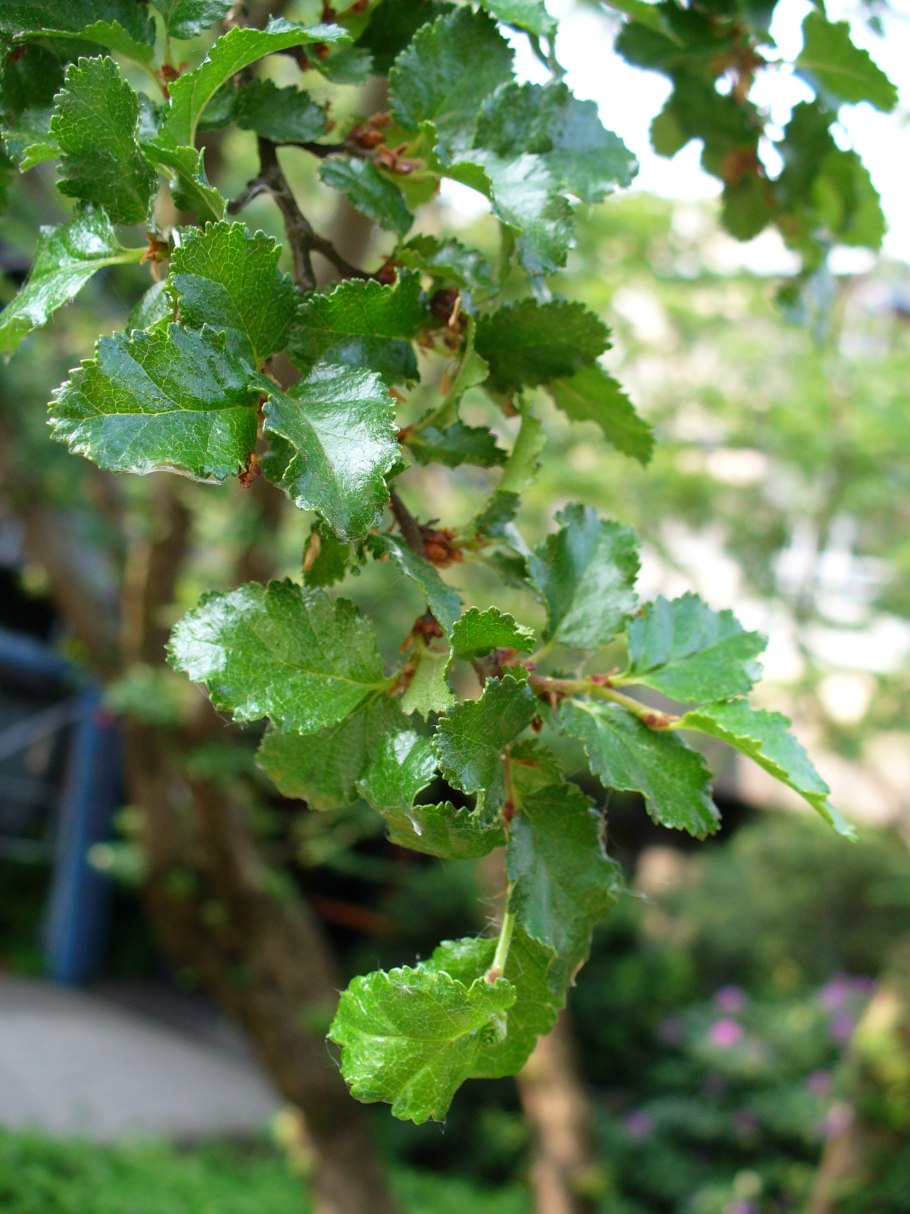 Национальный парк Фьордленд Нотофагус картинки