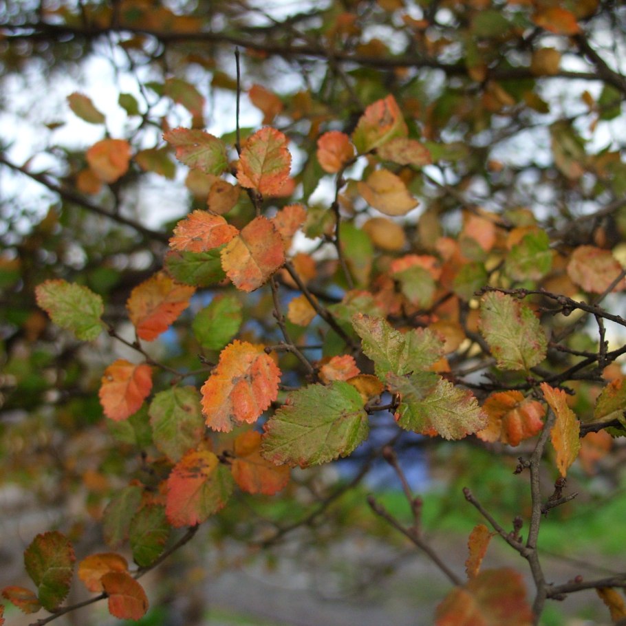 Fagus sylvatica