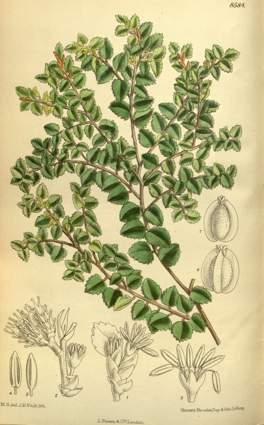 Nothofagus cunninghamii