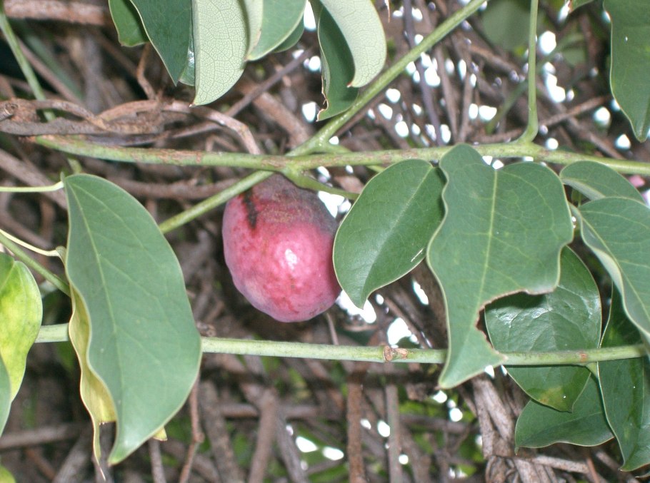 Stauntonia hexaphylla