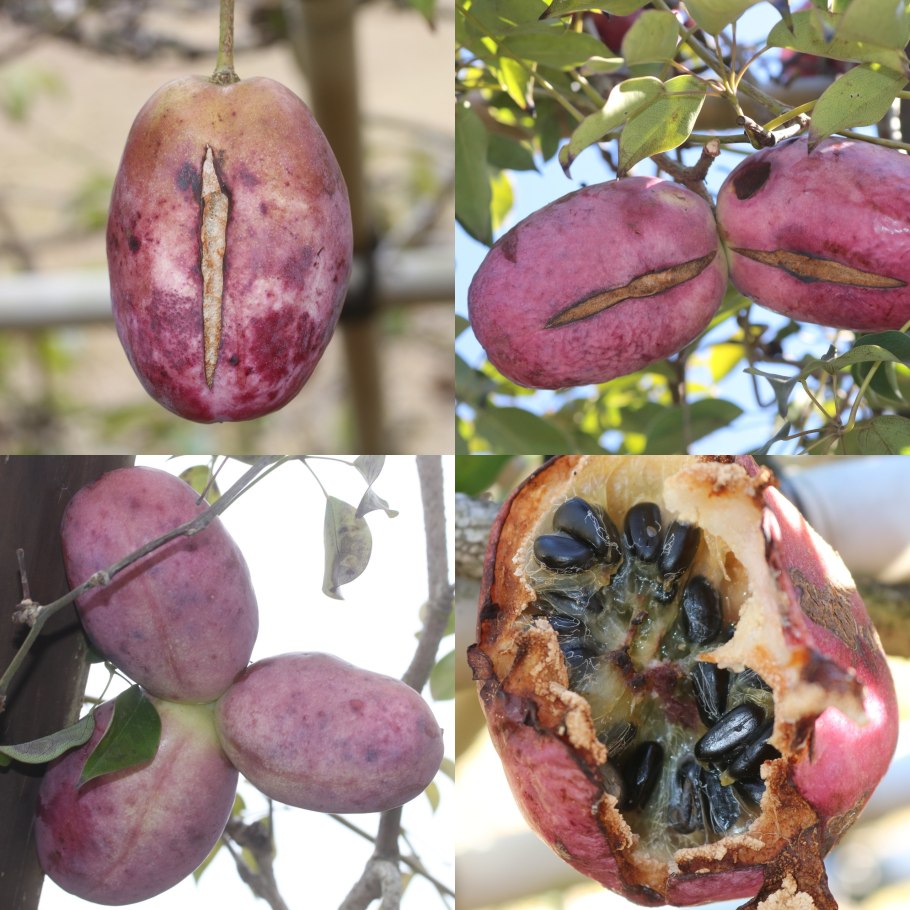 Диервилла Ручейная