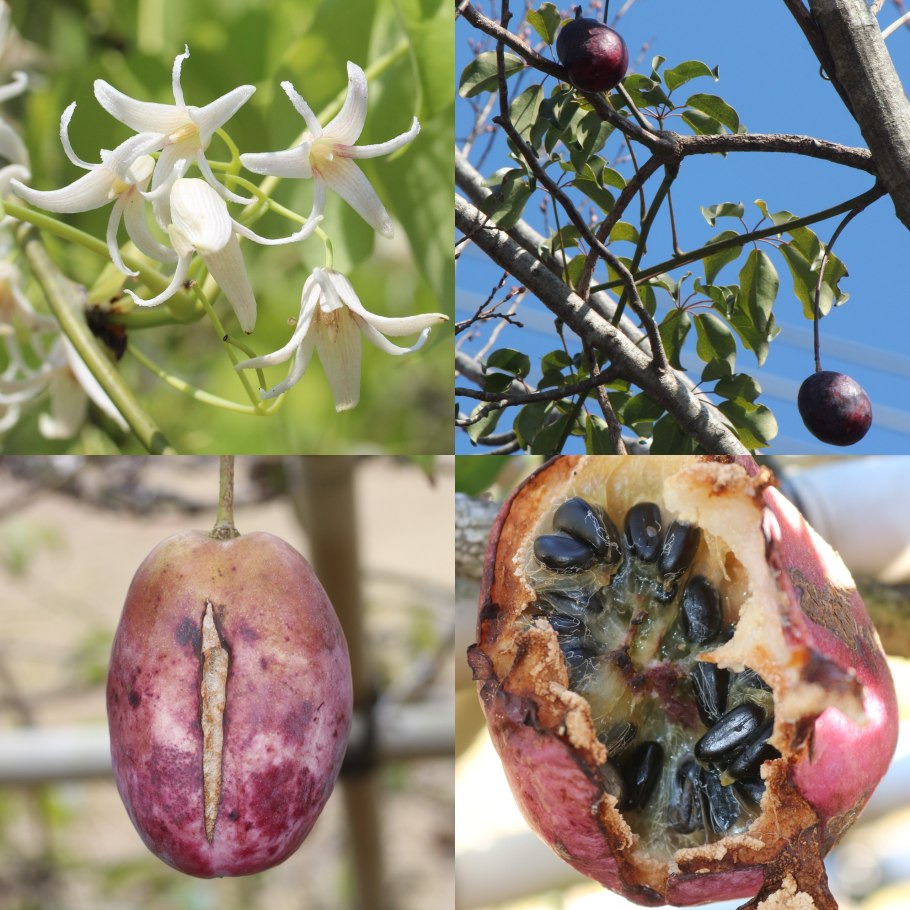 Stauntonia hexaphylla Decne.