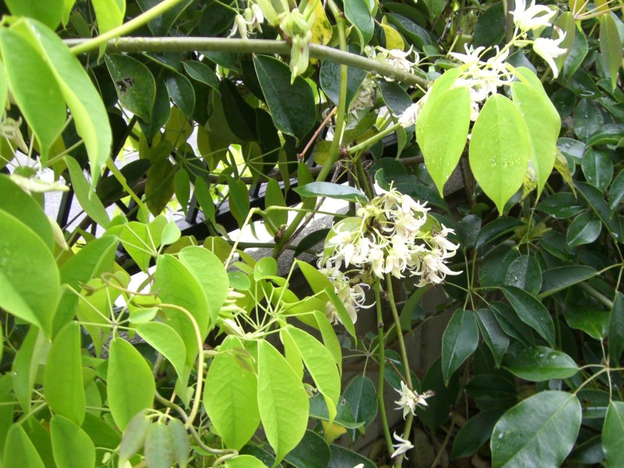 PV контроллер заряда ls1024rp