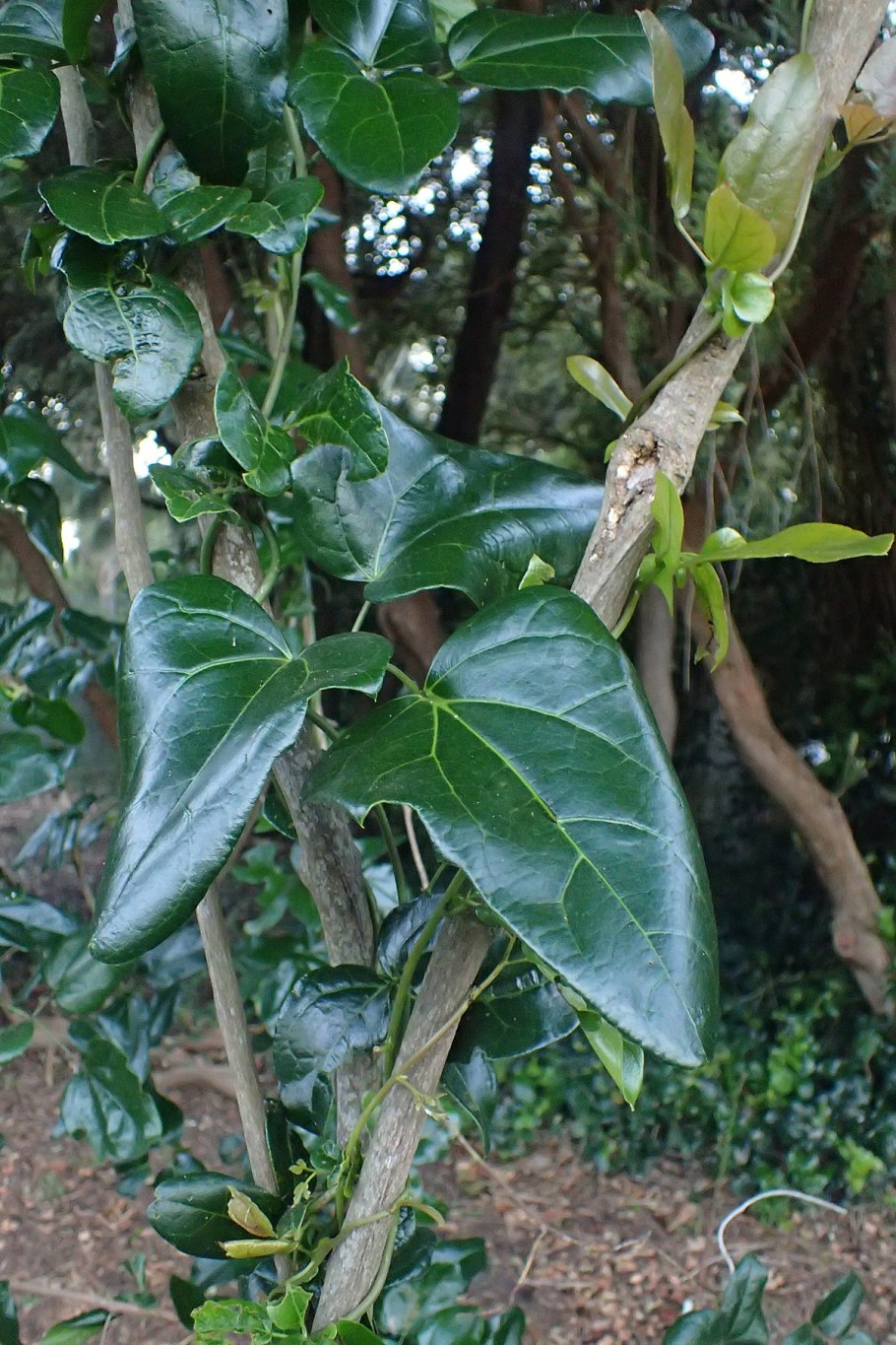 Эхинацея эрисистайбл