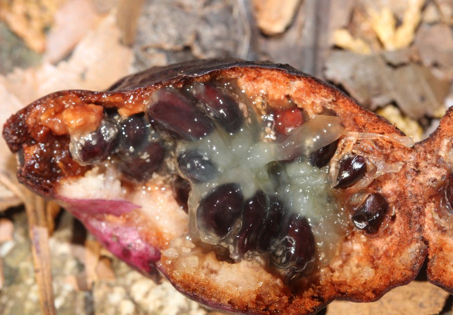 Холодильник Toshiba gr-rt565rs(LS)