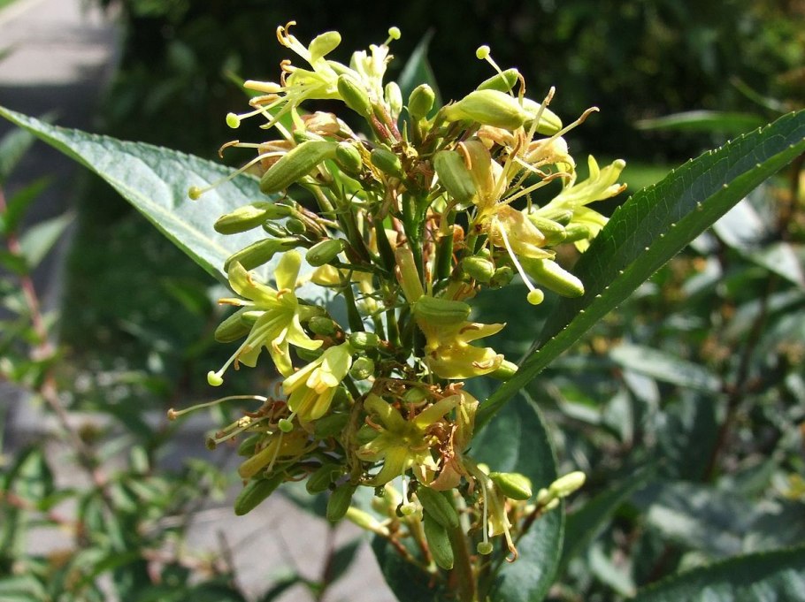 Дендропанакс трехнадрезанный