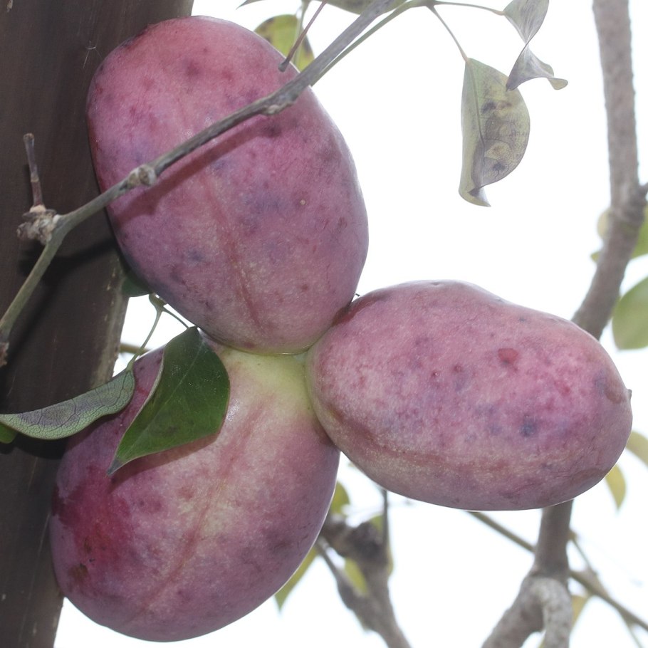 Мини экскаватор Kobelco sk025