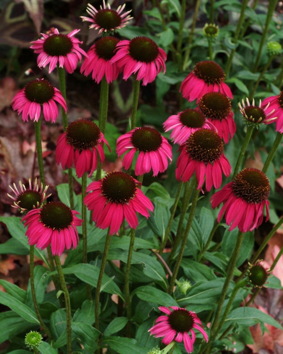 Камелия Бономиана