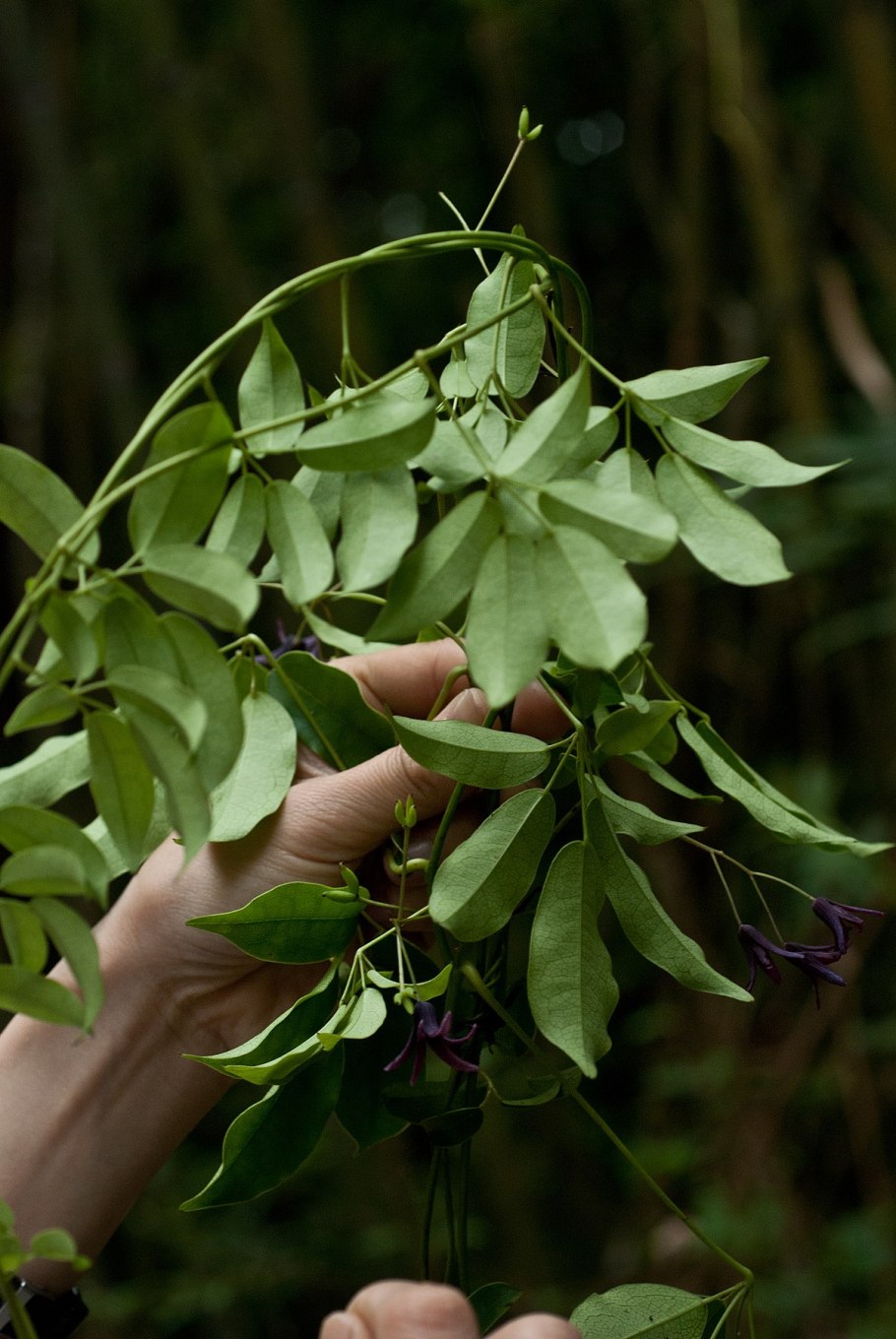 Stauntonia hexaphylla Decne.