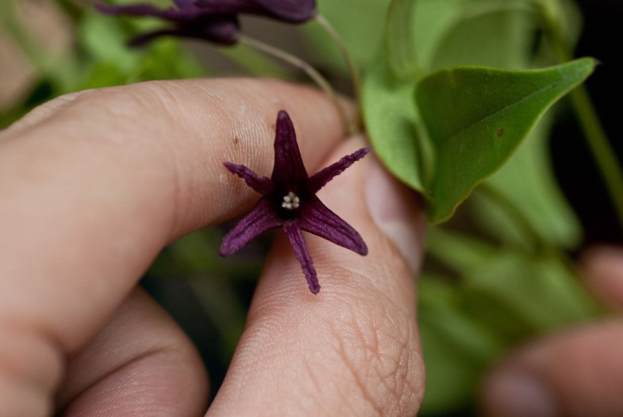 Holboellia coriaceaholboelliaхольбелиях