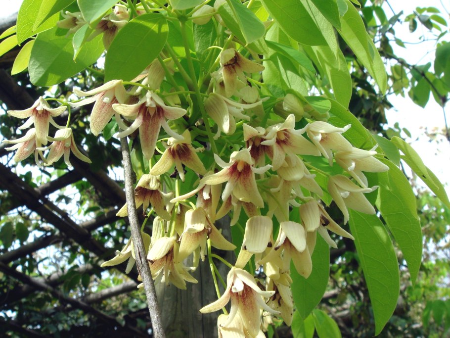 Stauntonia hexaphylla