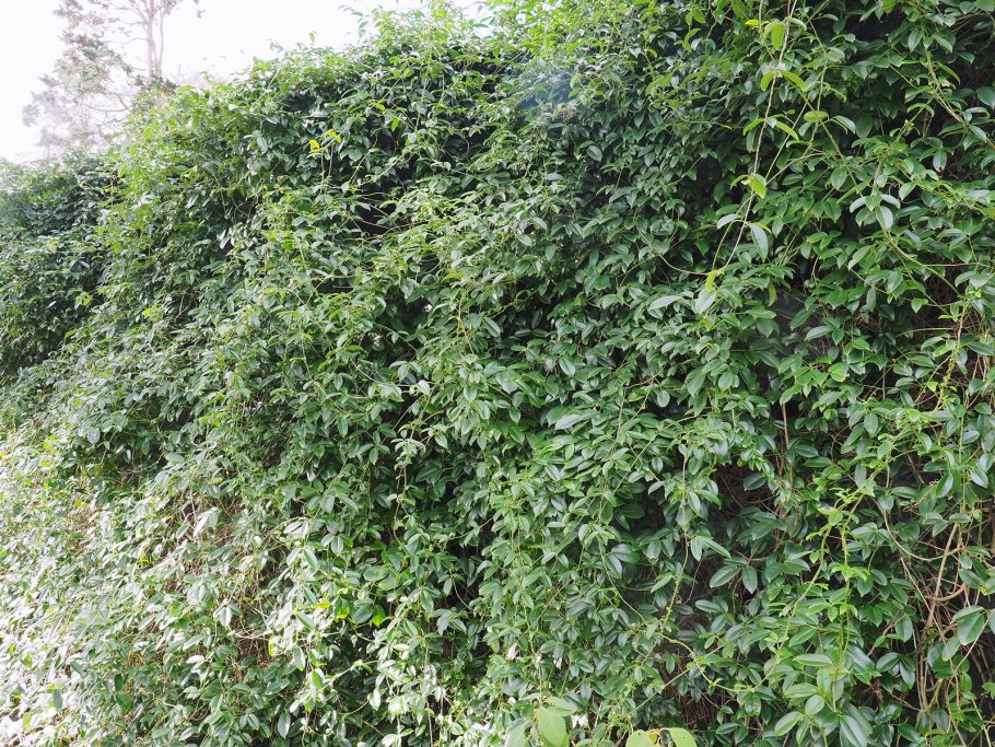 Sauntonia hexaphylla