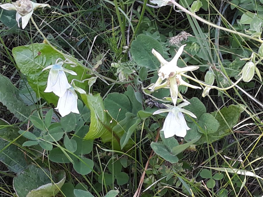 Брелок Mongoose LS 9000d