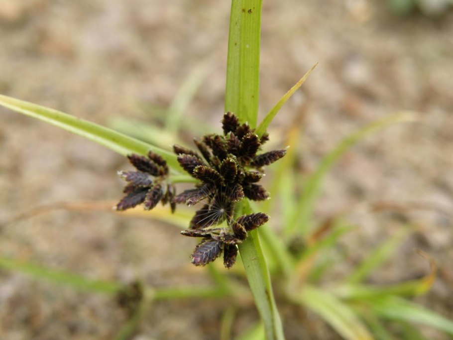Сыть круглая Cyperus rotundus