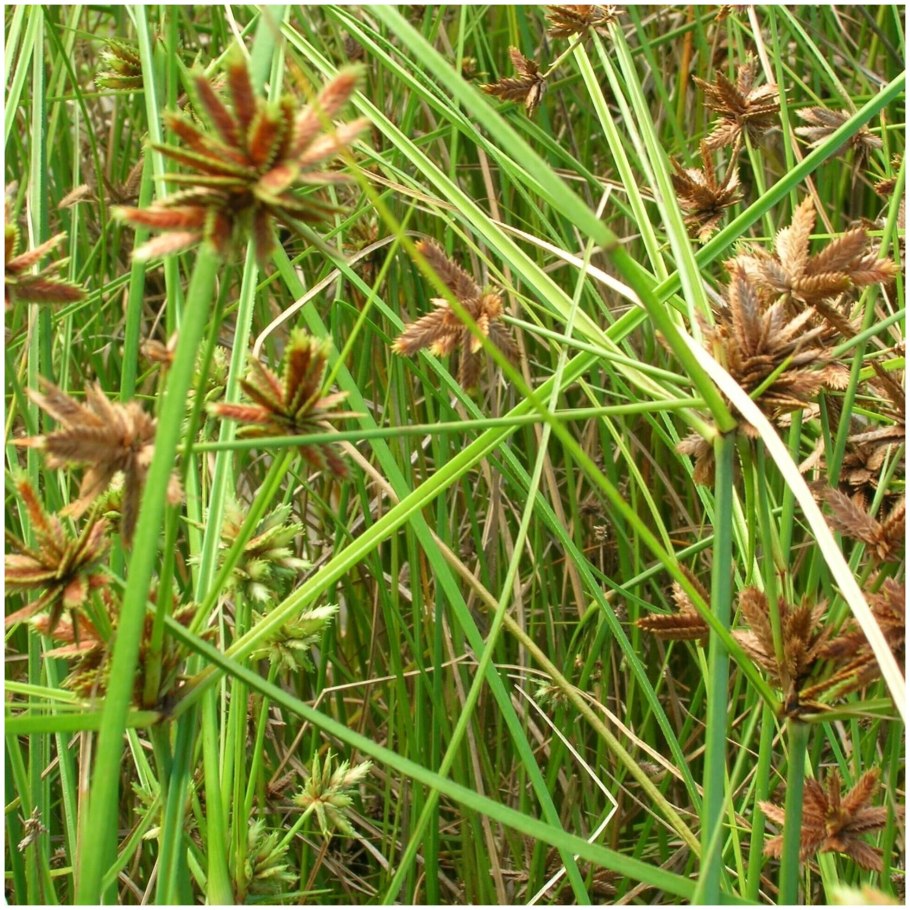 Сыть Луговая