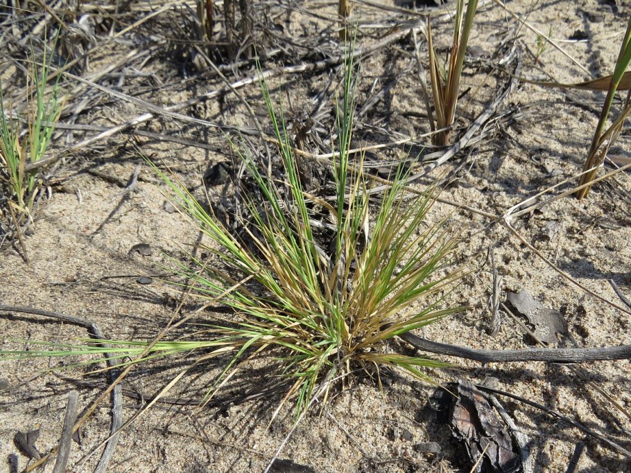 Сыть Микели