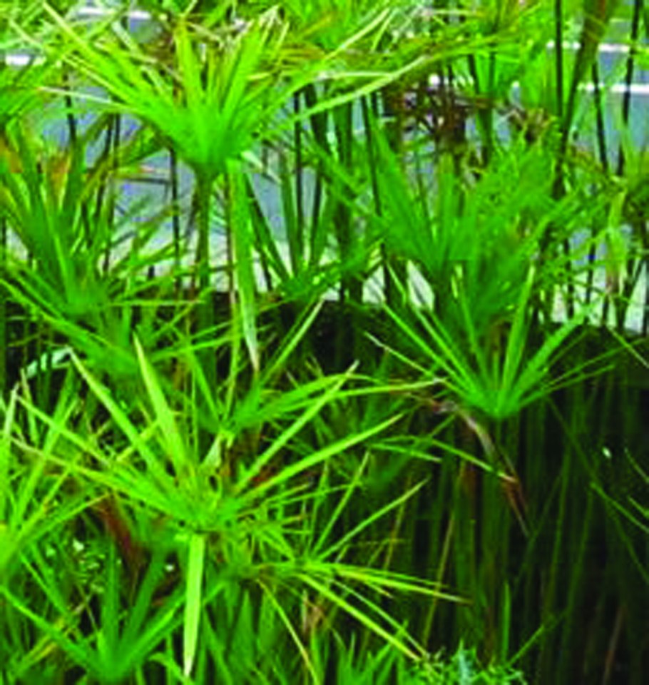 Сыть круглая Cyperus rotundus