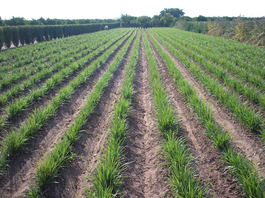 Циперус (чуфа)