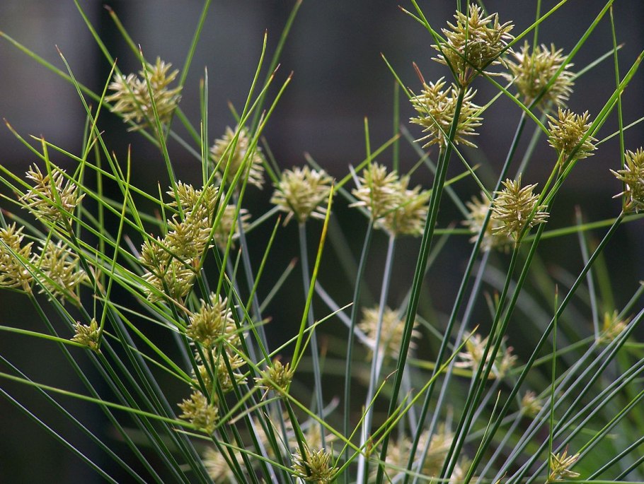 Осока тонкоцветковая