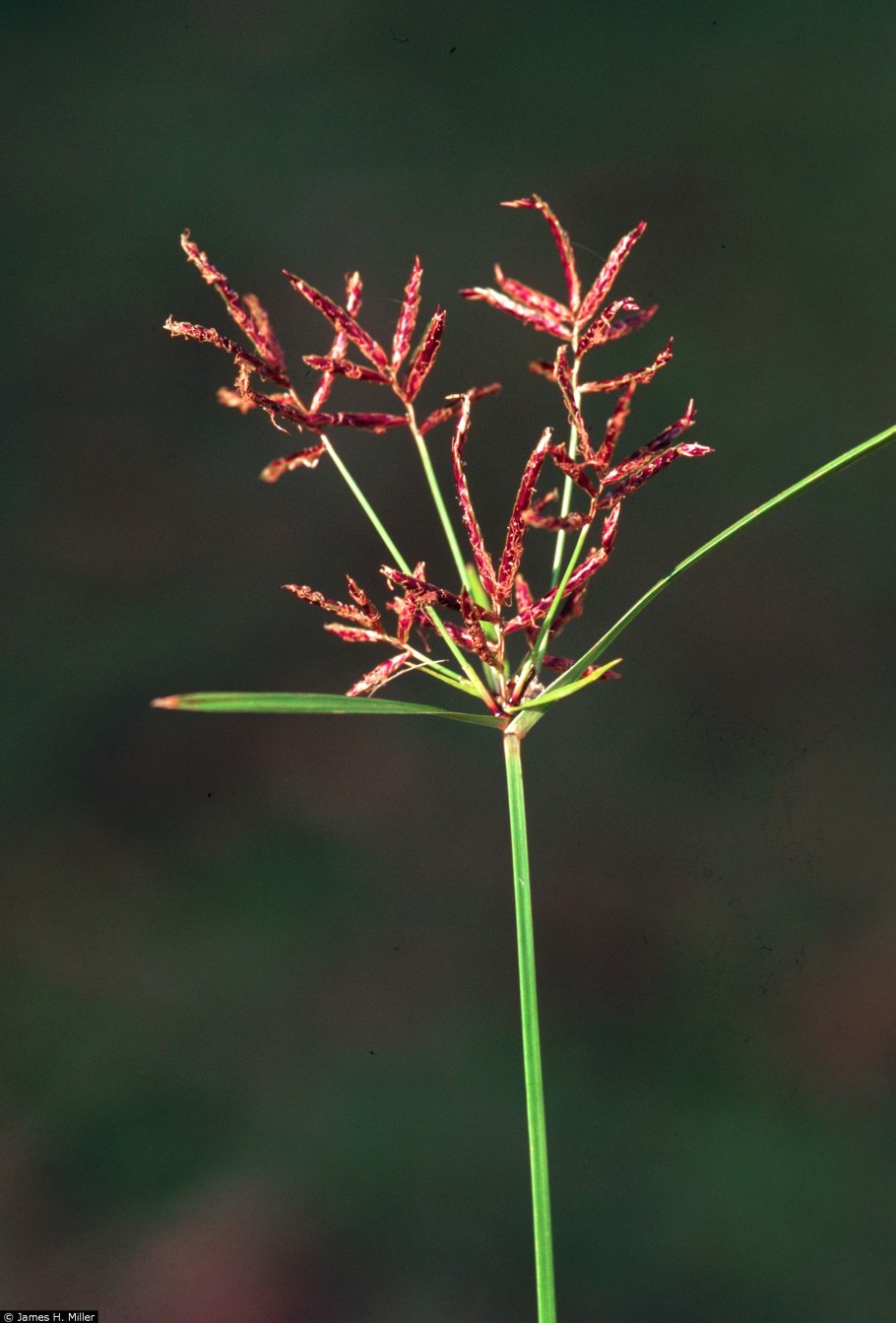 Cyperus rotundus