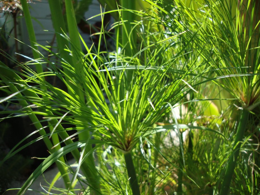 Циперус little Pharao