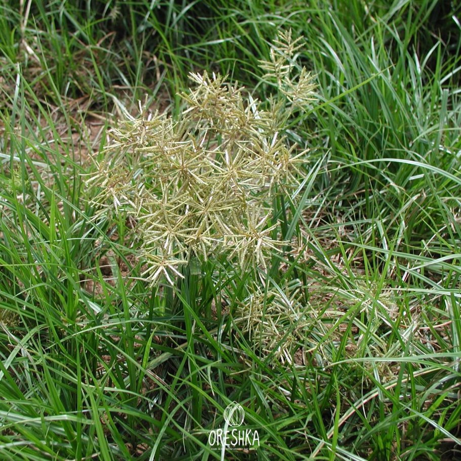 Змеевка растопыренная Cleistogenes squarrosa