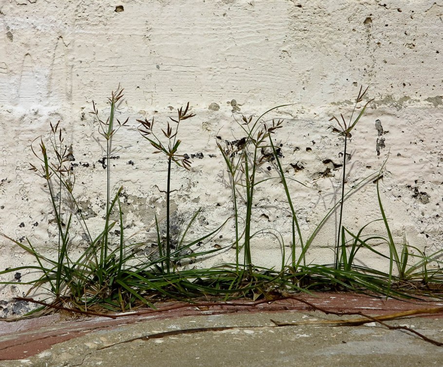 Сыть гладкая