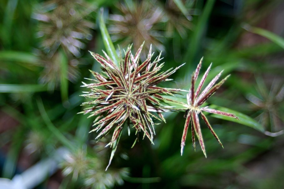 Сыть Микели