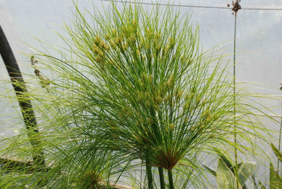 Cyperus capitatus