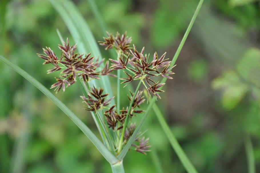 Cyperus longus