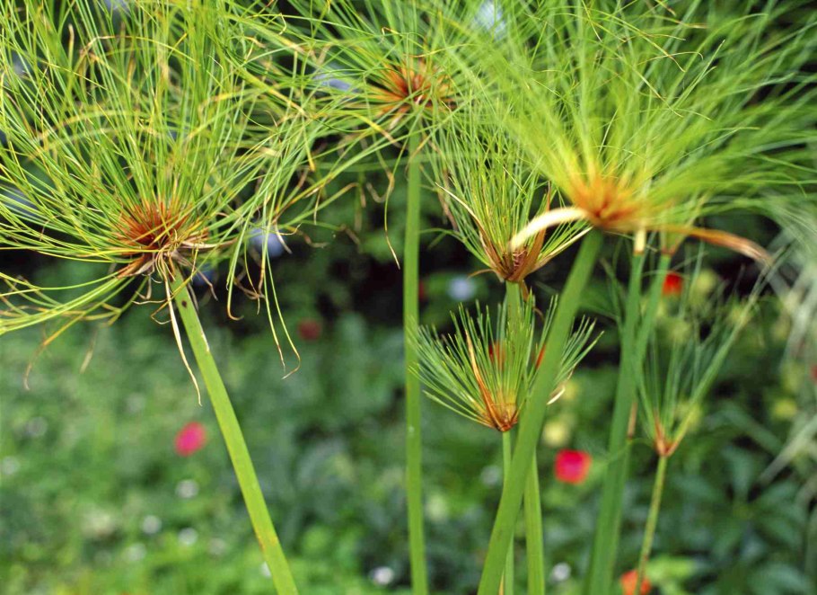 Сыть гладкая