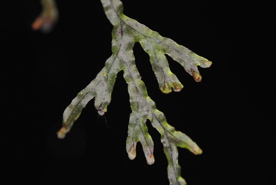 Гименофилловые папоротники